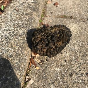 Black Morel