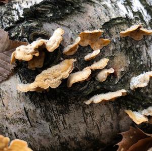 Hairy Parchment