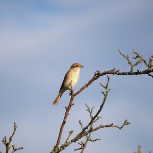 Red-backed Shrike