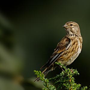 Eurasian Linnet