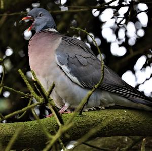 Common Wood-pigeon