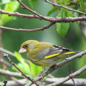 European Greenfinch