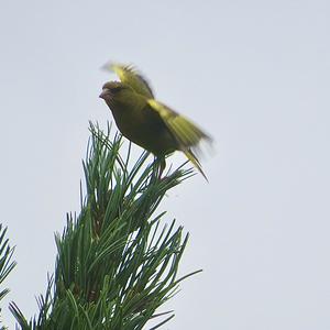 European Greenfinch