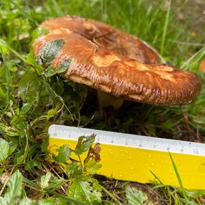 Poison Paxillus