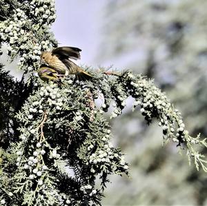 European Greenfinch