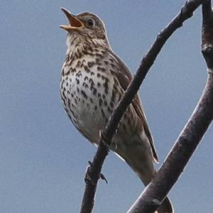 Song Thrush