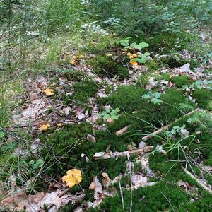 Chanterelle, Common