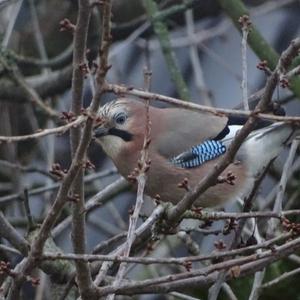 Eurasian Jay