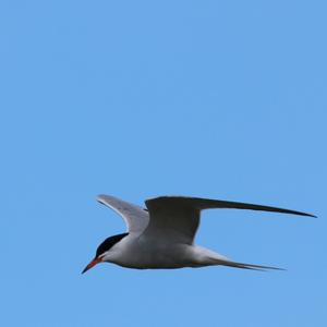 Common Tern