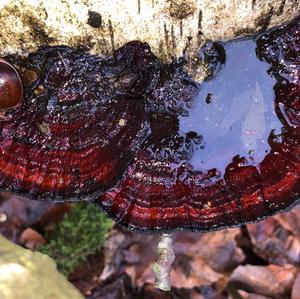 Thick-maze Oak polypore