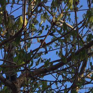 Eurasian Bullfinch