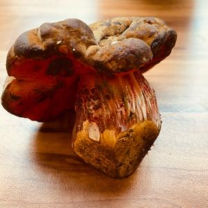 Dotted-stem Bolete