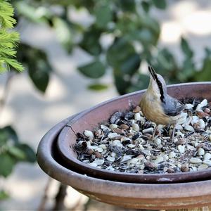 Wood Nuthatch