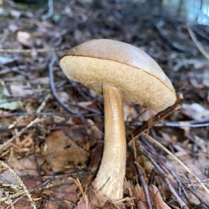 Bitter Bolete