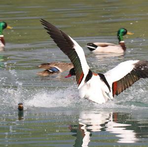 Common Shelduck