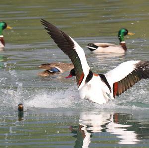 Common Shelduck