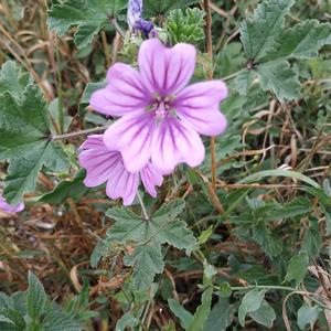 Common Mallow, Cheese Flower