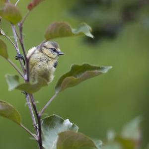 Blue Tit