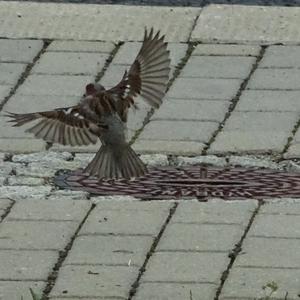 House Sparrow