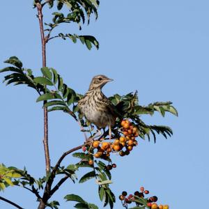 Tree Pipit