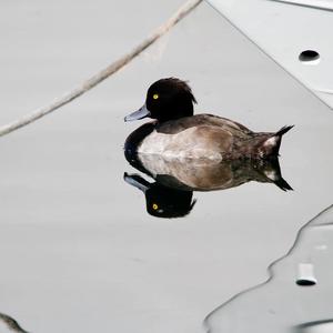 Tufted Duck