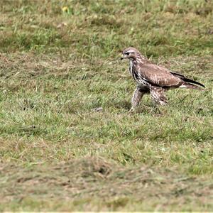 Common Buzzard