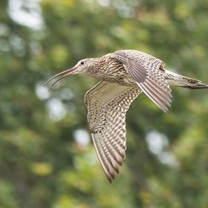 Großer Brachvogel