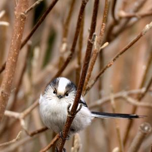 Long-tailed Tit