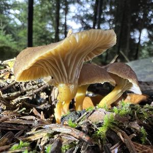 Trumpet Chanterelle