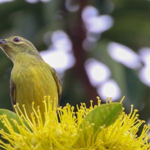 Plain-throated Sunbird