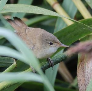 Eurasian Reed-warbler