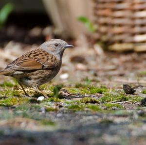 Hedge Accentor