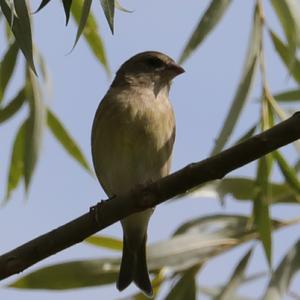 European Greenfinch