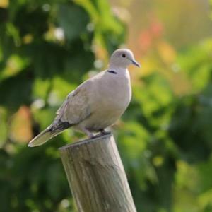 Eurasian Collared-dove