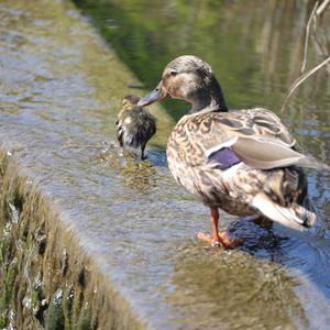 Mallard