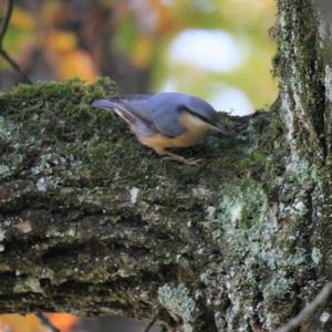 Wood Nuthatch