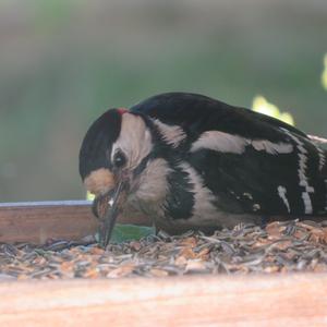 Buntspecht 