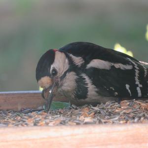 Great Spotted Woodpecker