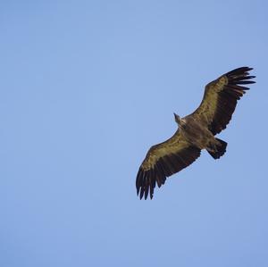 Griffon Vulture