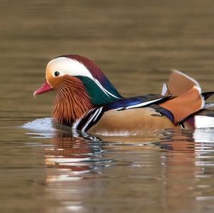 Mandarin Duck