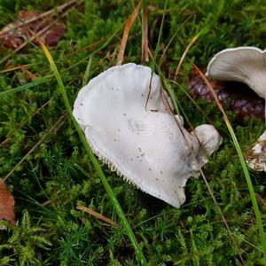 Sweetbread Mushroom