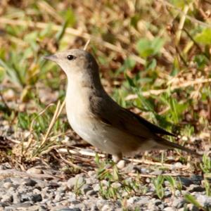 Common Nightingale