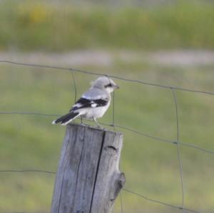 Great Grey Shrike