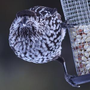 Spotted Nutcracker