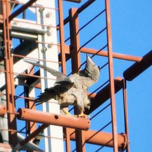 Peregrine Falcon