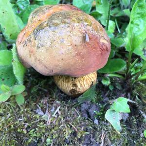 Lurid Bolete