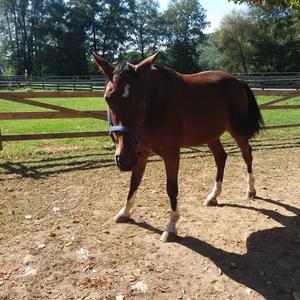 Standardbred