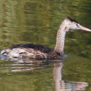 Great Crested Grebe