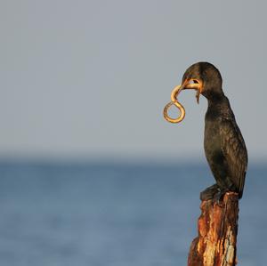 Double-crested Cormorant