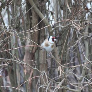 European Goldfinch